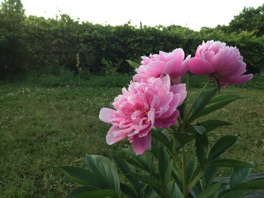 blooming-gardens-pink-hollis-nh.JPG