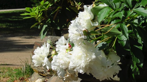 blooming-gardens-white-hollis-nh.JPG